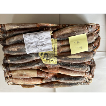 Congelado illex argentino inteiro round squid 100-200g